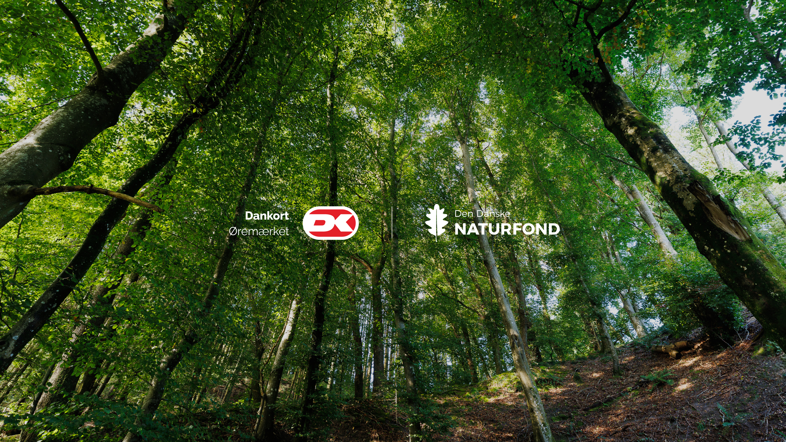 Billede af en skov med logo fra Dankort og Den Danske Naturfond.